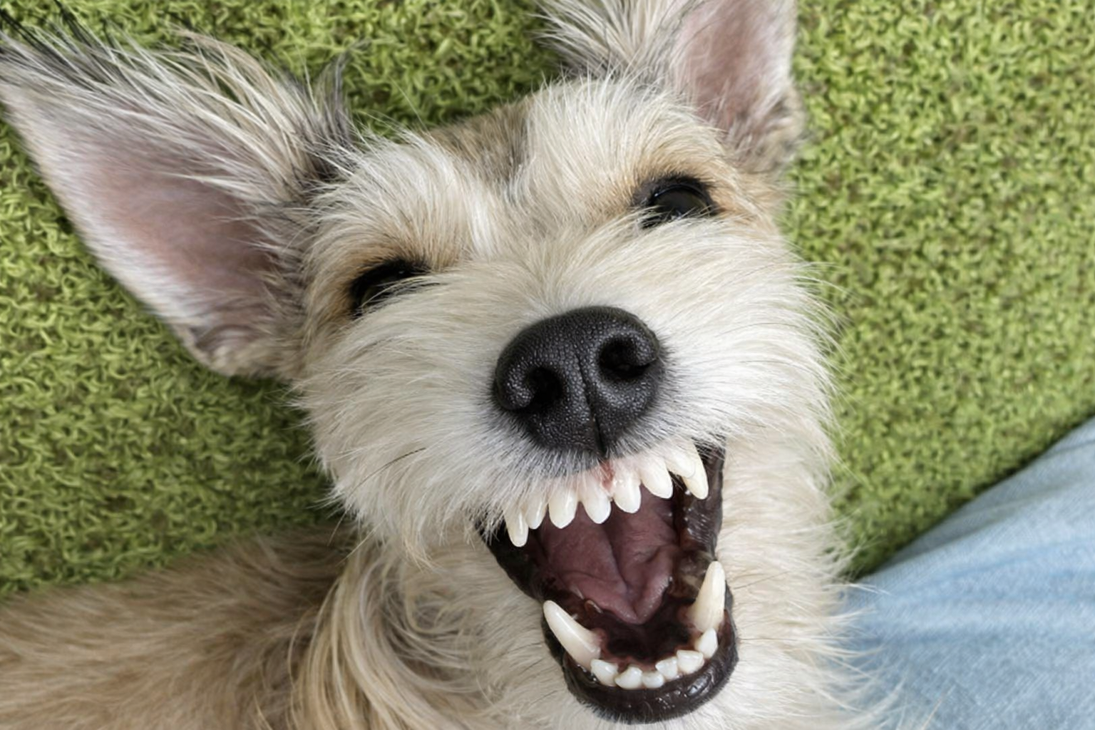 SKYWANのイベントの様子