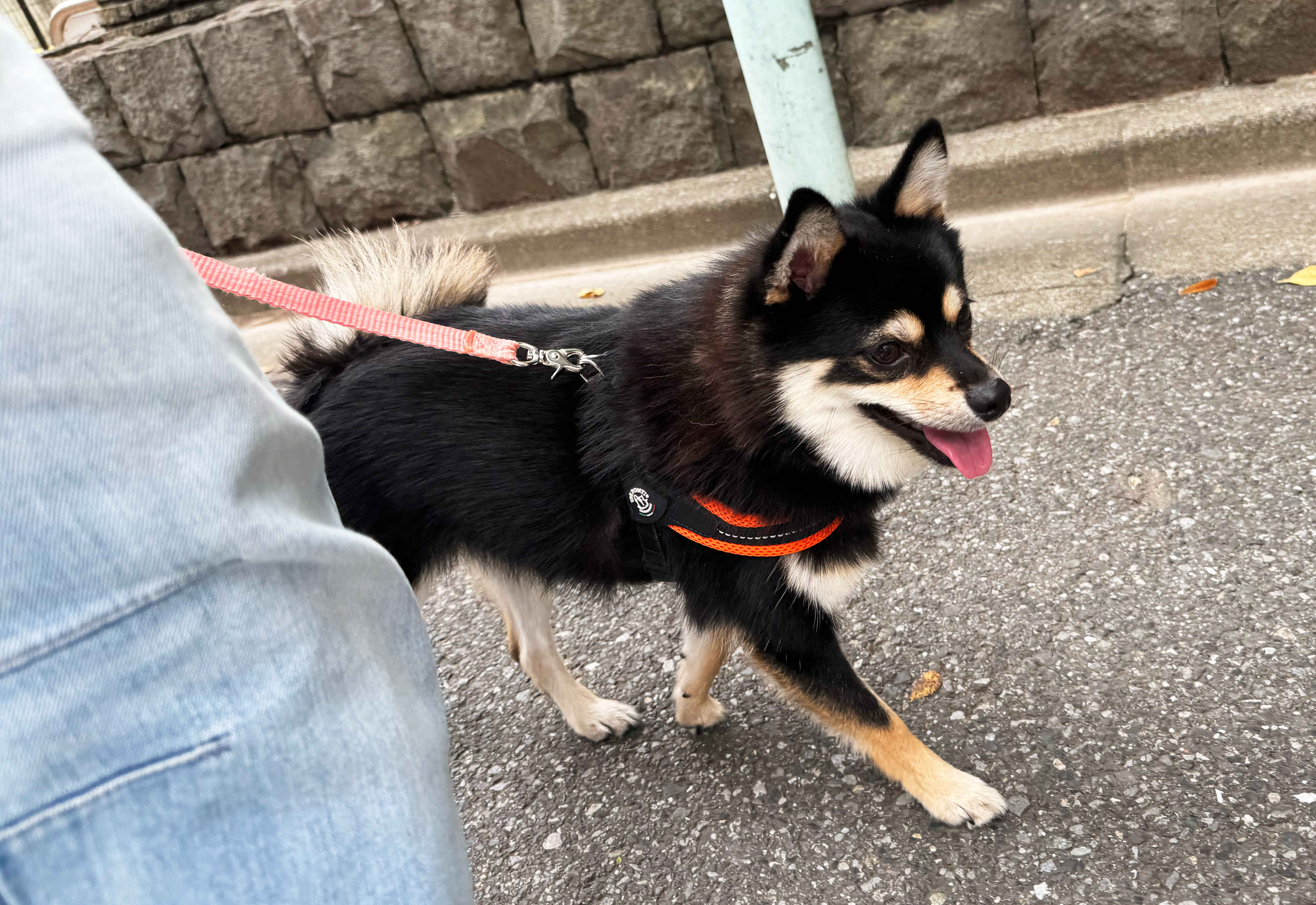 お散歩同行レッスンの様子