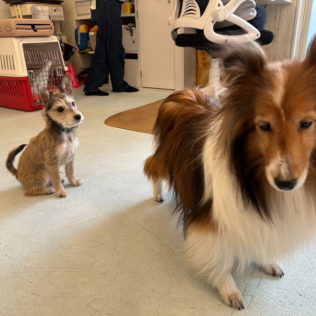 年齢やサイズが違う犬たちが落ち着いて過ごす様子