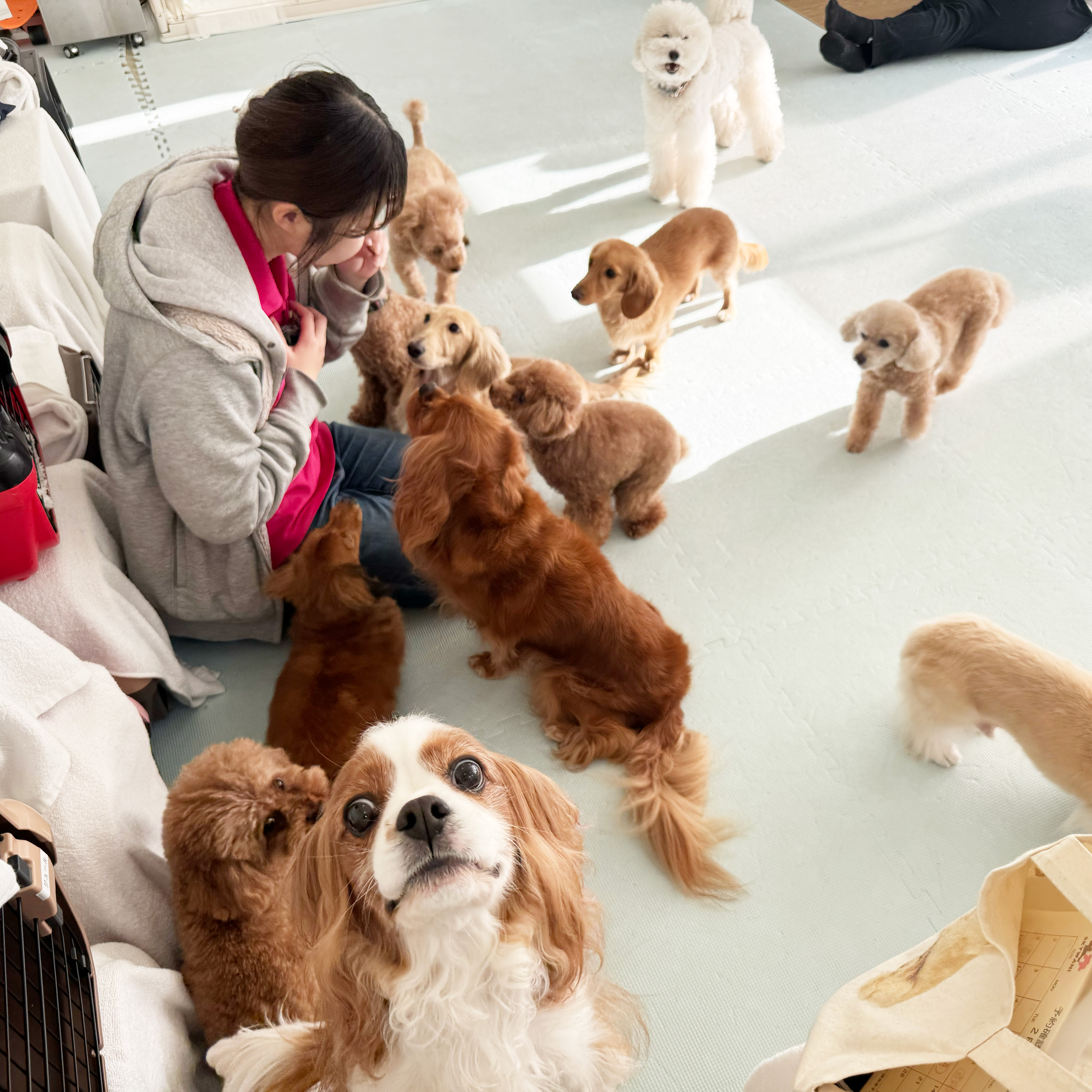 スタッフに囲まれてリラックスする多頭の犬たち